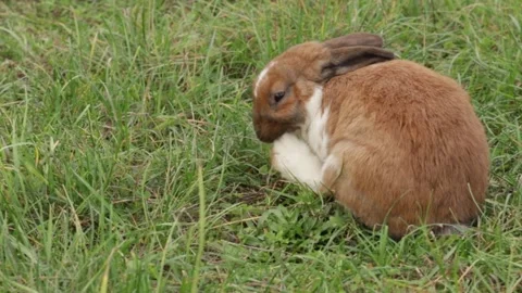 A white and brown rabbit in a grass, small mammal in the field, close-up of.. Stock Footage 292619734