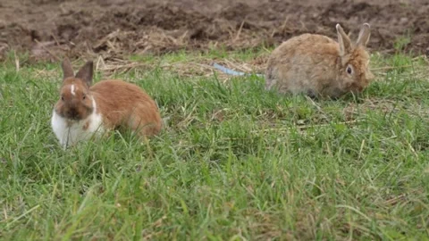 A white and brown rabbit in a grass, wild animal hiding among clover, small.. Stock Footage 292621313