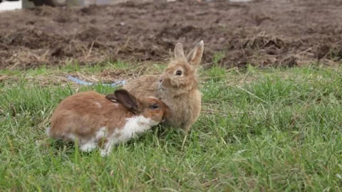 A white and brown rabbit in a grass, domestic pet nibbling in the garden, f.. Stock Footage 292621320