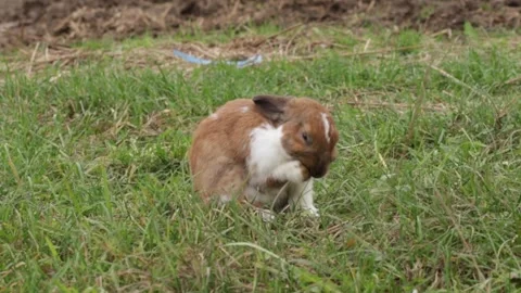 A white and brown rabbit in a grass, easter bunny on a lawn, baby animal sy.. Stock-Footage 292621351