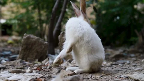 White and Brown Rabbit Scratching and Cleaning Itself in Outdoor Garden Stock Footage 345698665