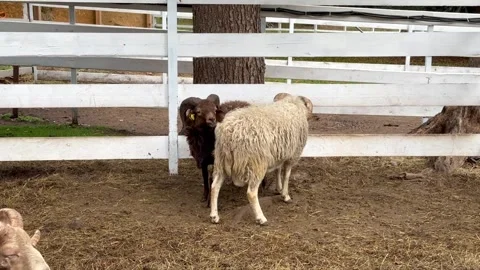 White and brown rams and sheep with large horns graze in an enclosure on a mount Stock Footage 304002548
