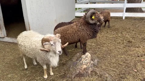 White and brown rams and sheep with large horns graze in an enclosure on a mount Stock Footage 304002651