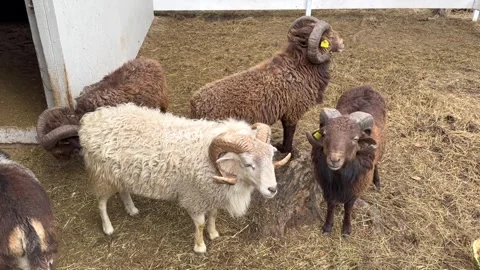 White and brown rams and sheep with large horns graze in an enclosure on a mount Stock Footage 304002674