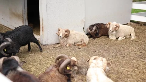 White and brown rams and sheep with large horns graze in an enclosure on a mount Vidéo 304002996