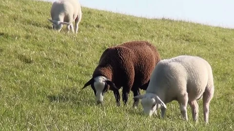 White and brown sheep on the dike in Holland Stock Footage 82902775