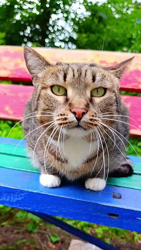 White and brown stray cat sitting on a bench Stock Footage 312557934