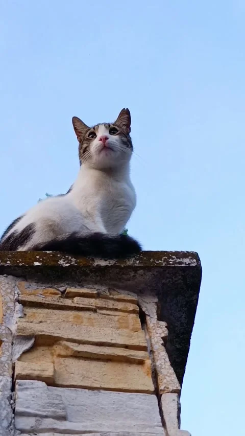 White and brown stray cat sitting on a tall stone pillar Stock Footage 316229550