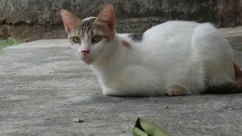 White and Calico Cat Resting Alertly on a Concrete Surface Outdoors Close Up Stock Footage 341869067