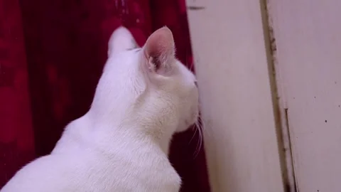 White and cat on the floor Stock Footage 242433132