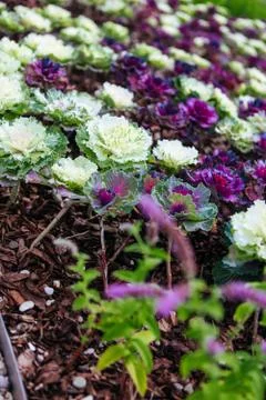 White and cauliflower Foto stock
