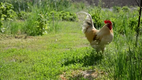 A white and cream rooster walks through lush green grass and vegetation 動画素材 343345360