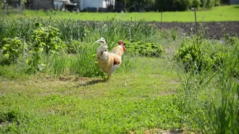 A white and cream rooster walks through lush green vegetation 스톡 동영상 343345392