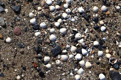 White and Dark Shells on the Beach Stock Photos