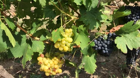 White and dark vine grape bunches, ripe berries in vineyard Stock Footage 93754530