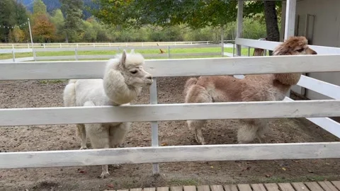 White and ginger alpacas walk in an enclosure with a white low fence on the farm Stock Footage 303925542