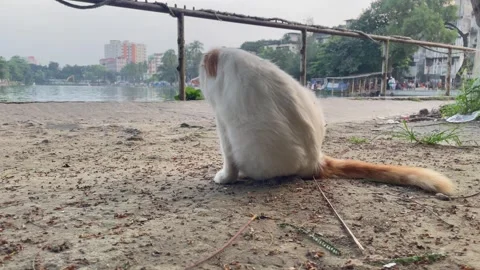 White and Ginger Cat Sitting Outdoors on a Sandy Ground Near a Lake Stock-Footage 345980170