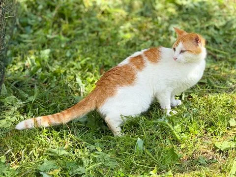 White and ginger cat sitting on fresh grass outdoors. Animal instinct, natu.. Stock Photos