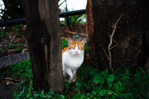 White and Ginger Cat Walking in Grass Looking at Photographer Stock Photos