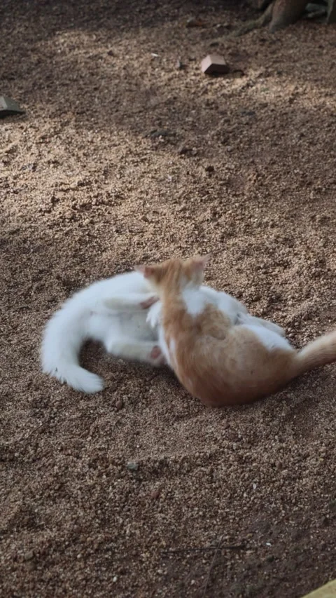 White and Ginger Kittens Playfully Wrestling Outdoors Vídeos de archivo 280920424