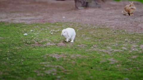 White and ginger rabbits interacting on spring grass beside a scenic lake. Stock Footage 335415196