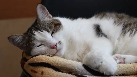 White and gray cat closed its eyes and sleeps in comfort Stock-Footage 345968588