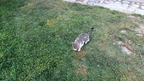 A white and gray cat eating on the grass Stock Footage 199561327