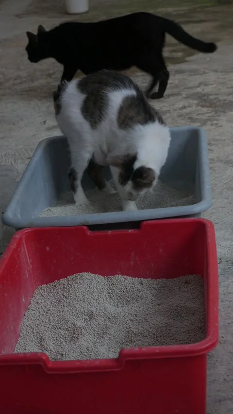 White and Gray Cat Exploring a Plastic Litter Box Filled with Cat Litter. 스톡 동영상 347971944