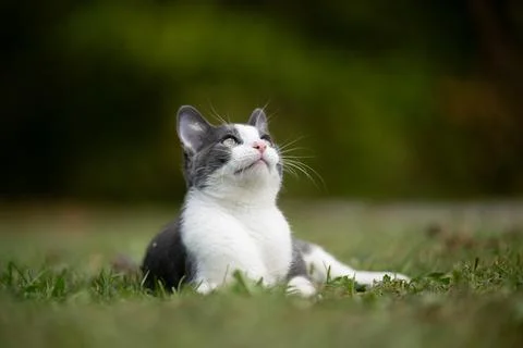 White and gray cat laying in the grass Foto stock