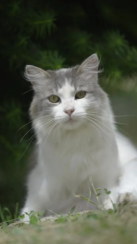 White and Gray Cat Resting in Chiloe Garden Stock Footage 308578911
