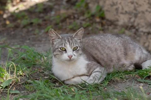 White and gray cat resting among green grass,enjoying a moment of relaxation  Stock Photos