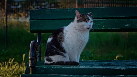 White and gray cat sitting on green park bench Stock Footage 327142209