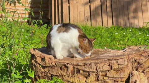 White and gray cat sitting on old tree stump near wooden fence licking itself Stock-Footage 339049197
