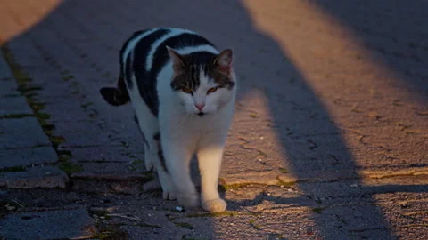White and gray cat walks toward the camera on a paved path in warm 库存影片 331305045