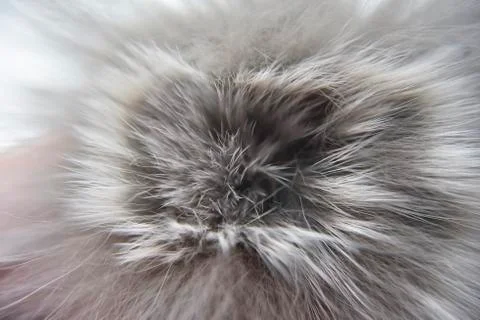White and gray fur vortex Stock Photos