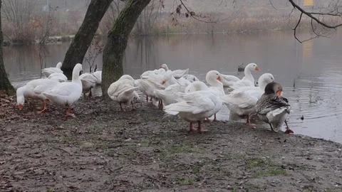 White and gray geese flock by the water. Agriculture. Stock Footage 262546259