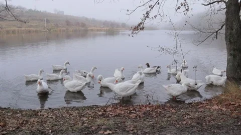 White and gray geese flock by the water. Agriculture. Stock Footage 262546445