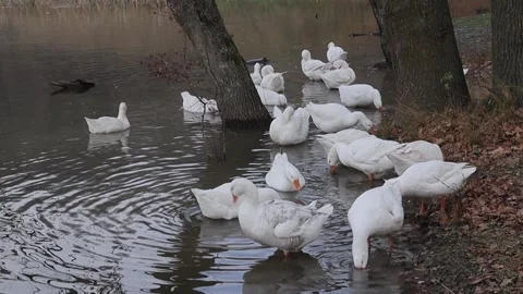 White and gray geese flock by the water. Agriculture. Stock Footage 262546694