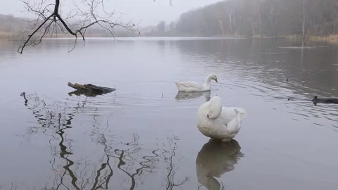 White and gray geese flock by the water. Agriculture. Stock Footage 262546792