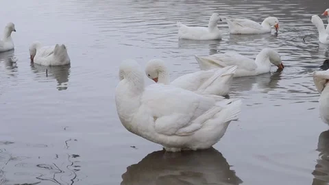 White and gray geese flock by the water. Agriculture. Stock Footage 262546864