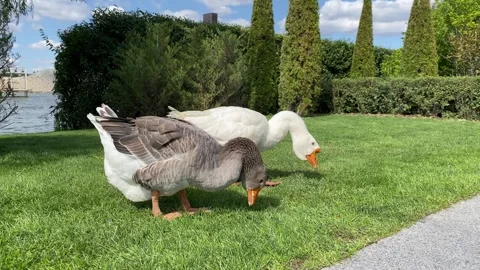 White and gray goose nibble green grass on the lawn Video stock 250287035