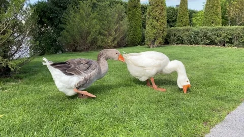 White and gray goose nibble green grass on the lawn Video stock 250360451