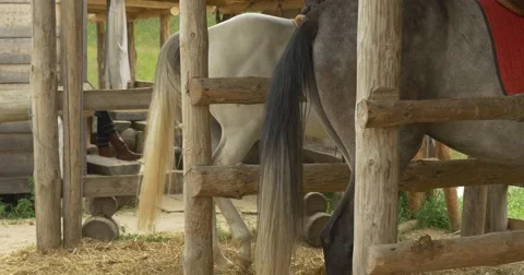 White and Gray Horses' Backsides in the Stable, Swaying Tails Stock Footage 52230544