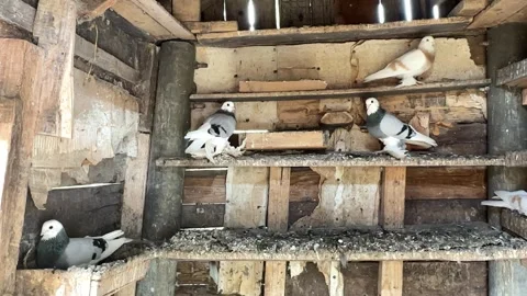 White and gray pigeons resting in a wooden coop. A group of home pigeons Stock Footage 313321309