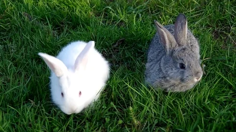 White and gray rabbit on the grass Stock Footage 71426567