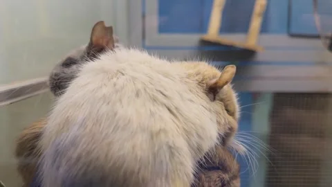 A white and gray rodent is looking at the camera Vidéo 274261355