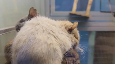 A white and gray rodent is looking at the camera Stock Footage 274835571