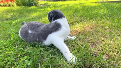 A white and gray Scottish fold cat eats green grass while walking on sunny day Stock Footage 265908738