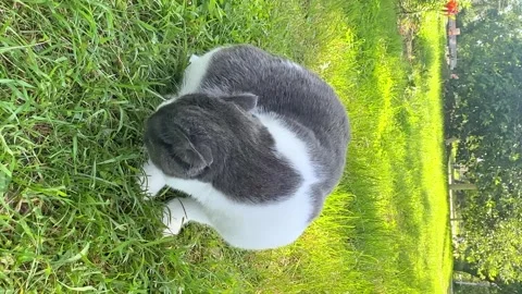 A white and gray Scottish fold cat eats green grass while walking on sunny day Stock Footage 265908988
