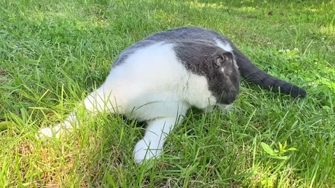 A white and gray Scottish fold cat eats green grass while walking on sunny day Stock Footage 265909007